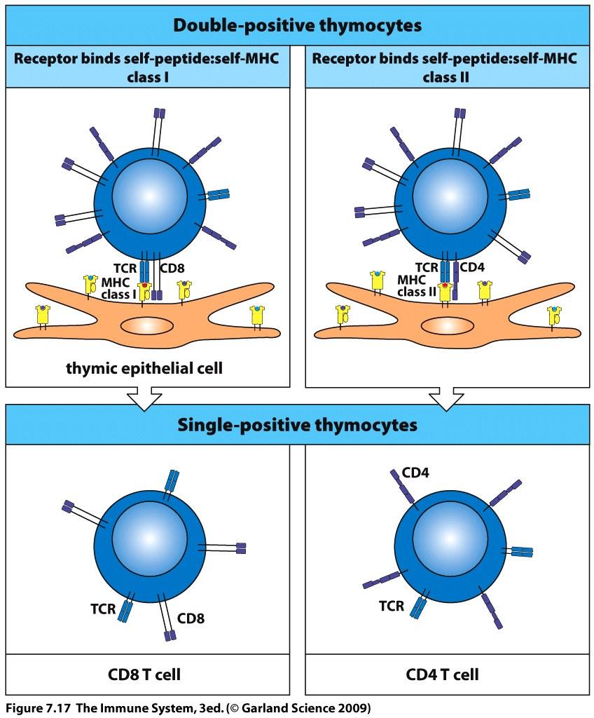 Positive selection determines expression of either the CD4 or the CD8 co-receptor T cells specific for self antigens are removed in the thymus by negative selection No MHC class I or II expression is