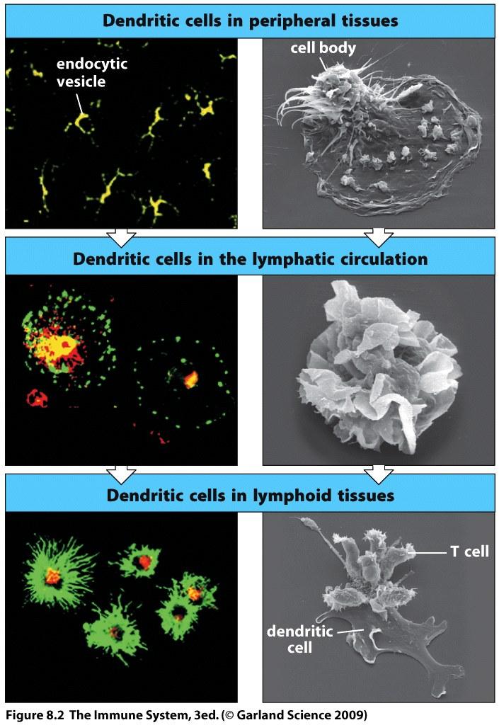 lymphoid tissue (results in migration to lymph node and stops further processing as a consequence dendritic cell focusses on T cell activation) 25 26 Dendritic