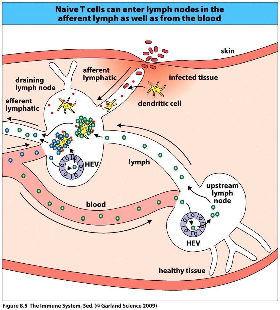 How the lymph network works In any given infection only 1 in 10 4 to