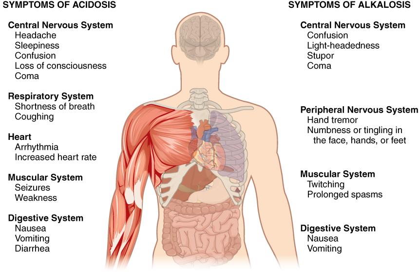 Symptoms of Acidosis and Alkalosis Symptoms of acidosis affect several organ systems. Both acidosis and alkalosis can be diagnosed using a blood test.