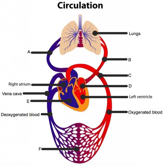 IV. Blood Pressure: force of blood on blood vessel walls 1. highest in and lowest in veins a. Systolic: ventricles contract = blood pushed out of heart b. Diastolic: relax and fill with blood V.