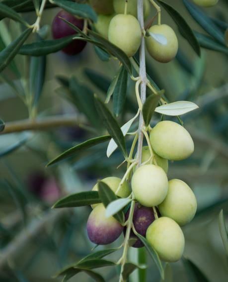 Extra Virgin Olive Oil Category Australian Olive Association