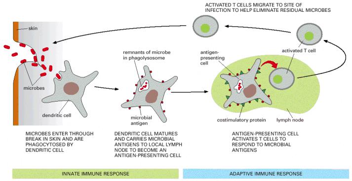 The innate immune systems activates the adaptive immune system Figure 24-5. One way in which the innate immune system helps activate the adaptive immune system.