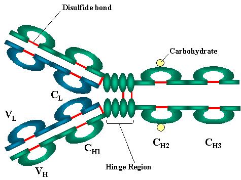 binding of antibody and antigen 11