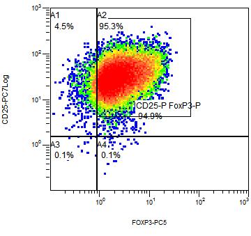 FOXP3 Expression in Expanded Tregs SS CD25-PC7 CD127-PE FS