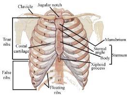 true ribs 3 false ribs 2 floating ribs Clavicle = collarbone Manubrium Sternum