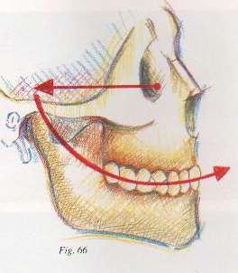 1- Curve of spee: The curvature of the mandibular occlusal plane beginning at the