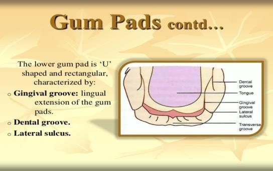 The lower gum pad, characterized by -Gingival groove lingual extension of the gum pads -dental groove - Lateral sulcus.