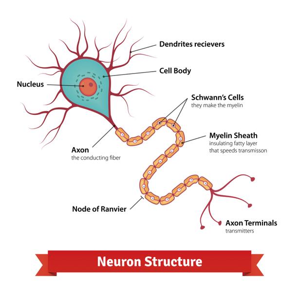 Structure of a neuron No two brains are share exactly the same neural architecture, not even identical twins because of the single most important concept to have come out of all the neuroscience; the