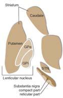 Striatum Basal Ganglia Terminology Caudate nucleus Nucleus accumbens Putamen Globus pallidus (pallidum) internal segment (GPi) external segment (GPe) Subthalamic nucleus Substantia nigra compact part