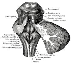 Cerebellum overview gross anatomy http://www.bartleby.com/107/illus702.html Nolte J. The Human Brain, 6 th ed., 2009 Muti E, Gruener G, Dockery P.