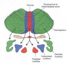 Cerebellum overview Peduncles and deep