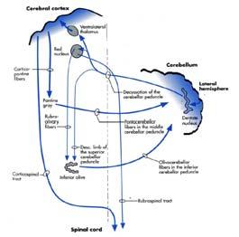 Cerebellum vermis (input & output) (Uncinate fasciculus) (Interposed nucleus) Medial Vestibulospinal Tracts (Descending MLF) Castro,