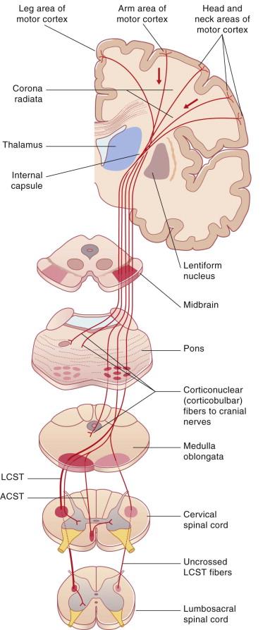 The Pyramidal (Corticospinal & corticobulbar) Tract Origin cerebral cortex ⅓ from primary motor cortex ⅓ from premotor