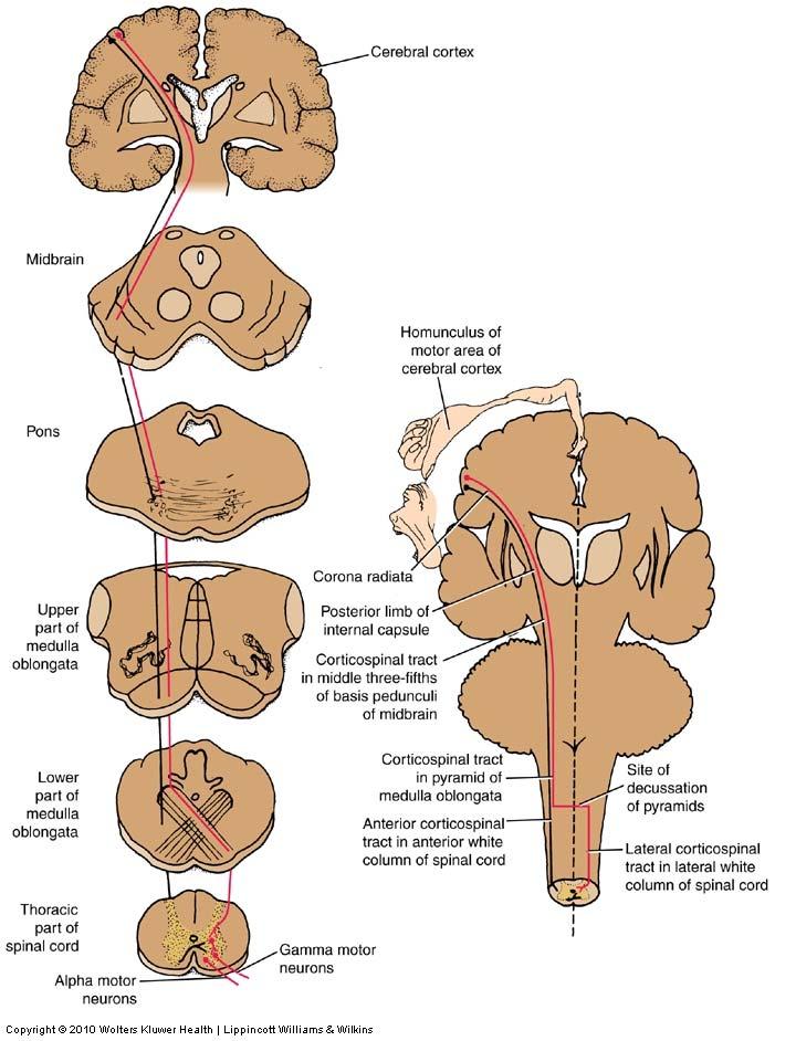 Corticospinal Tract Axons pass through: Corona radiata Internal capsule (posterior limb) Basis pedunculi