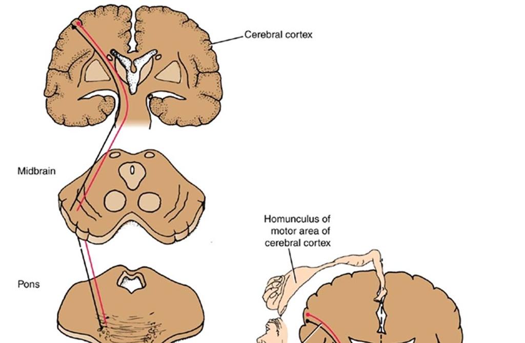 Anterior Corticospinal Tract Similar to other