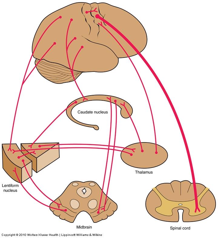 Inputs Most inputs enter the striatum From cerebral cortex & thalamus These inputs are excitatory Outputs Most leave from Gpi & SNr Most go to VA nucleus of the thalamus, which projects to motor