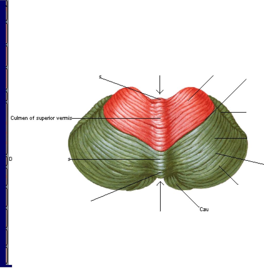 Cer ebellmn Stl}Jetior Stuface Roatral(anter lor) lohe lobule A-rt:erior cerebellar notch adrangular Central lobule of superior vermi Primary fissure...- - - - - - Horizontal fissure,.