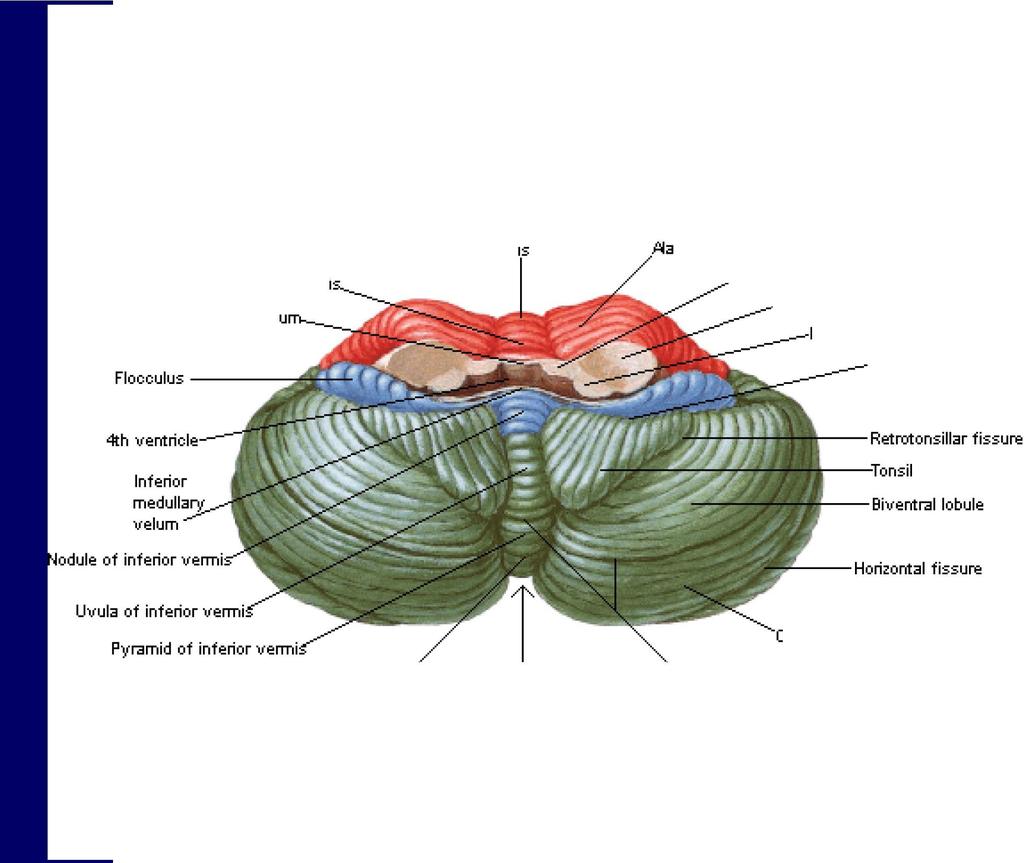 f erebellmn Infetior Stuface Flocculonodular lobe Ungula of superior verm Superior medullary vel Central