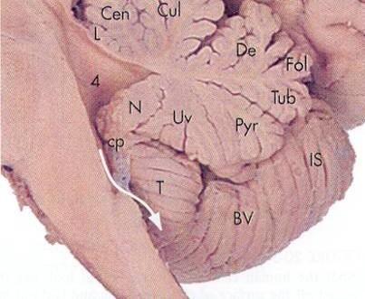 Lobes of cerebellum: