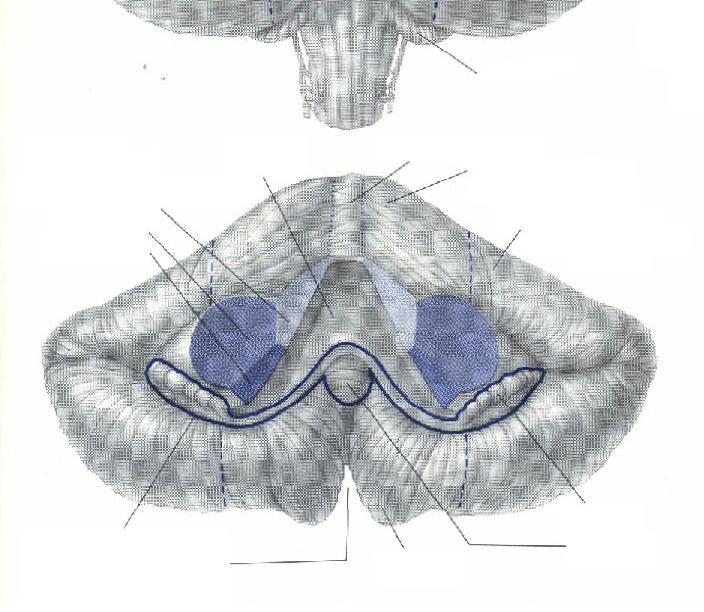 Vestibulo-cerebellum (Floculo-nodular lobe) Control of eye & head movements Balance IVth vent