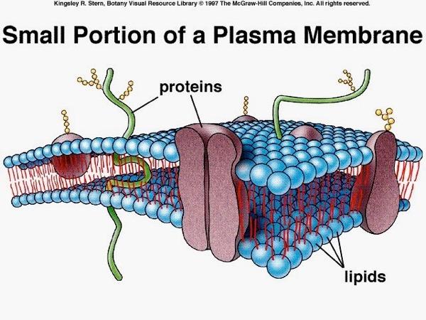 Plasma Membrane The model used to explain the cell