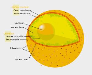 Nucleoplasm 1. This is the cytoplasm of the nucleus. 2.