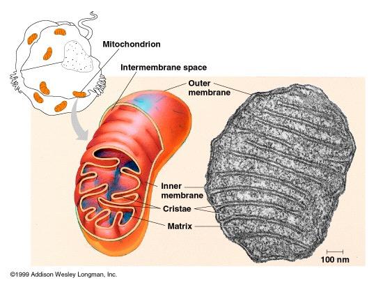 Mitochondria are used to convert