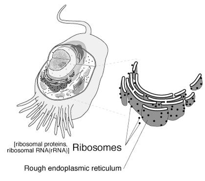 RIBOSOME 1.