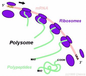 POLYSOME Free floating ribosomes