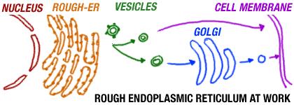 relationships DNA copies a gene as RNA RNA moves through pore and attaches to ribosome to make protein Protein put into RER, then sent to Golgi