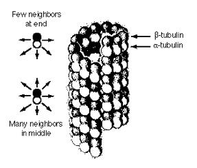 MICROTUBULE 1. These are larger than microfilaments. 2.