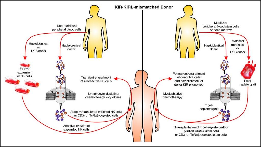 Clinical exploitation of alloreactive NK cells Adoptive