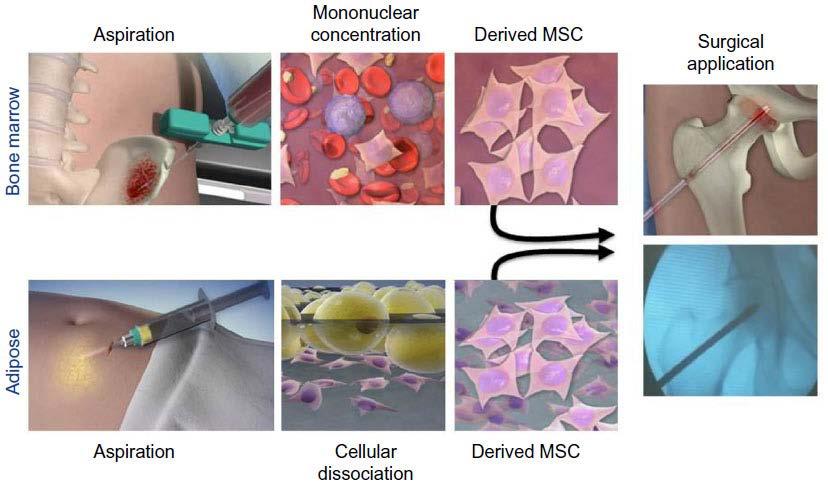 Stem Cells and Cloning: