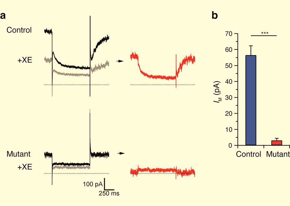 Supplementary Figures 1-11 Supplementary Figure 1: Kv7 currents in neonatal CA1 neurons measured with the classic M- current voltage-clamp protocol.