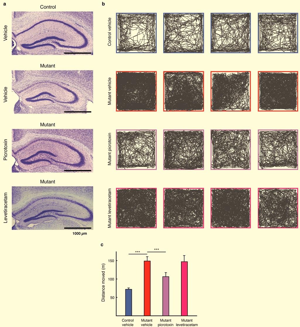 Supplementary Figure 10: Partial behavioral improvement by picrotoxin but not levetiracetam (a), Nissl-stained coronal brain sections from the dorsal hippocampal area of adult vehicle-treated control