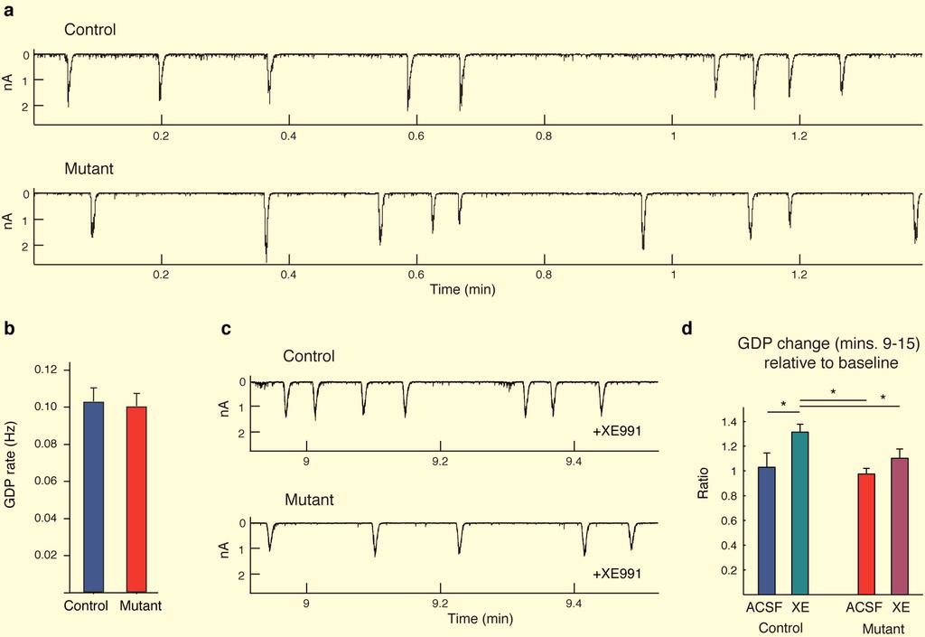 Supplementary Figure 2: Analysis of spontaneous, giant depolarizing potentials (GDPs) recorded from CA3 neurons in acute slices from P7 mice.