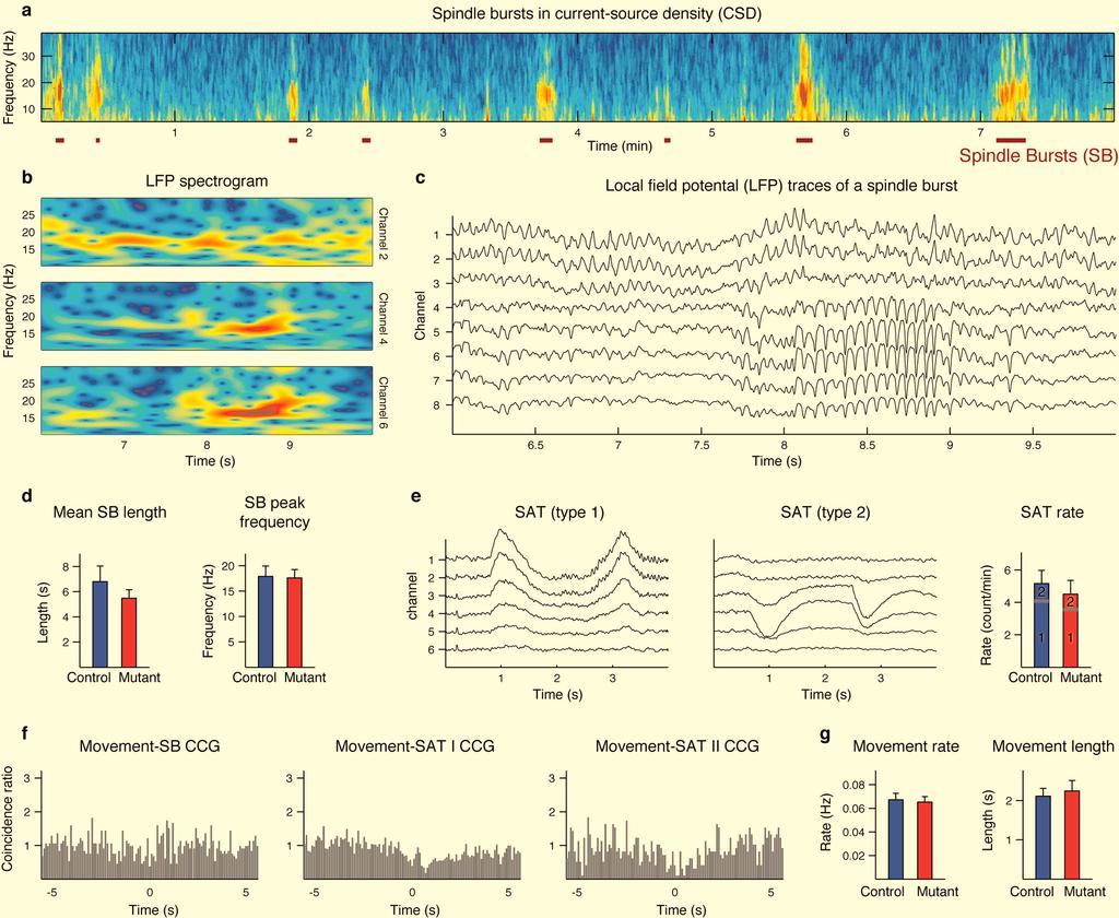 Supplementary Figure 7: Spontaneous in vivo V1 cortical network activity at P5-7.