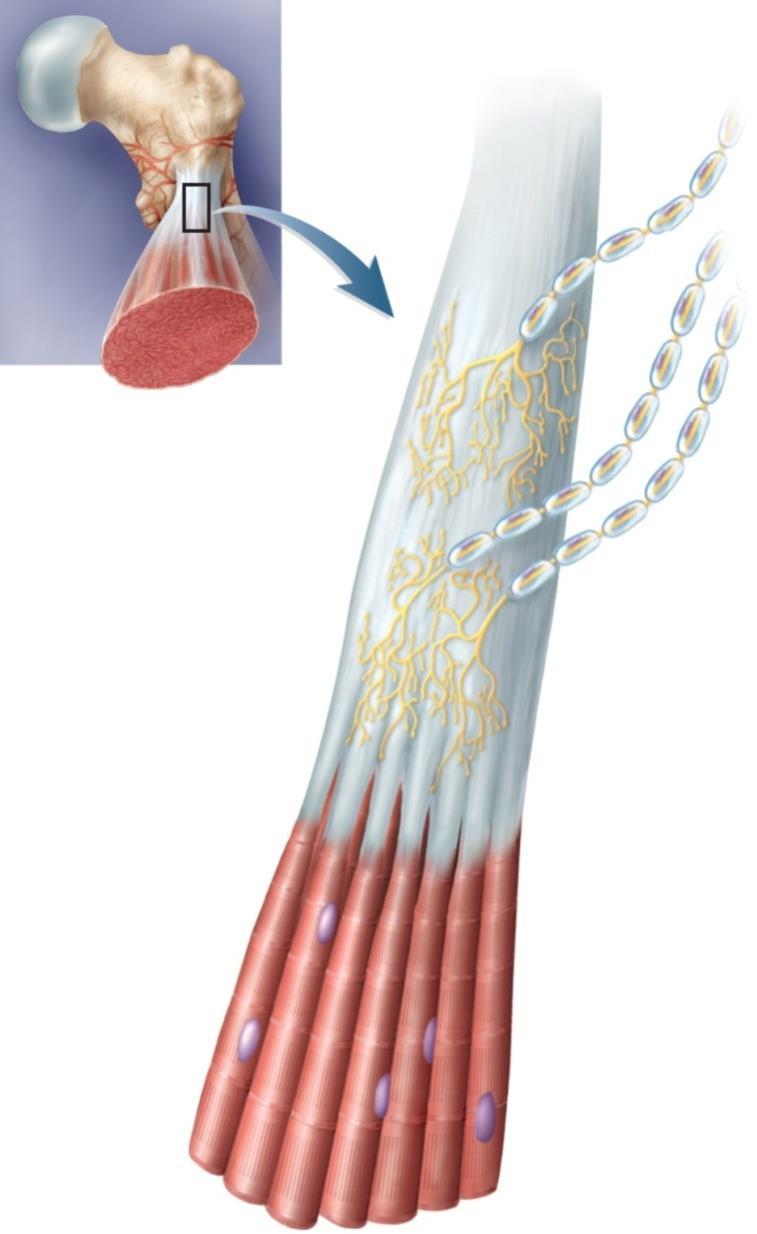 The Tendon Reflex Tendon organs proprioceptors in a tendon near its junction with a muscle Golgi tendon organ: 1 mm long, nerve fibers entwined in collagen fibers of the tendon Tendon reflex in