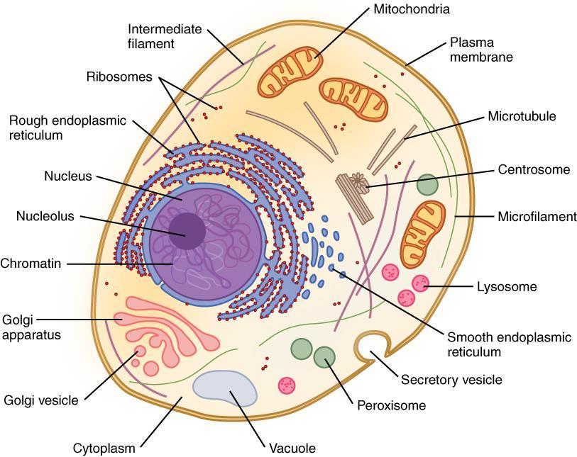 Cytology (science of cell) Cell structure: Important Constituents; Cell membrane; the boundary of cytoplasm