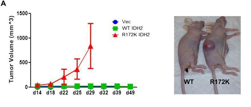 Induction of sarcomas by mutant IDH2 IDH2 mut tumor Parental 10T