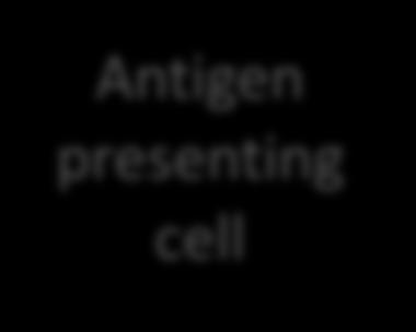 Cytotoxic T-cell
