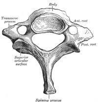 C7: Osteology cont Examples of Vertebrae Joint Structure
