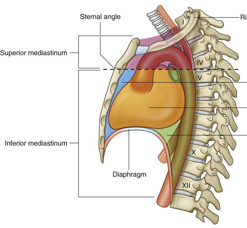 When seen from the side, the diaphragm has the appearance of an inverted J, the long limb extending up from the vertebral column and the short limb extending forward to the xiphoid process The levels