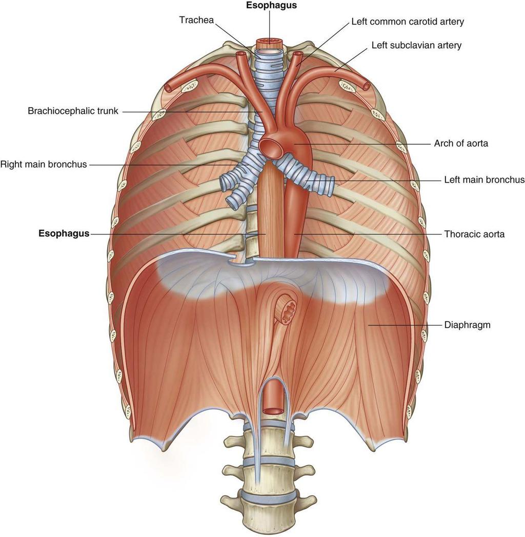 Lateral to the crura, the diaphragm arises from the medial and lateral arcuate ligaments Medial arcuate ligament extends from the body of L2 to the tip of the transverse process of L1 Lateral arcuate