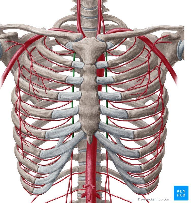 Subclavian artery Internal Thoracic Artery The internal thoracic artery supplies the anterior wall of the body from the clavicle to the umbilicus It is a branch of the first part of the subclavian