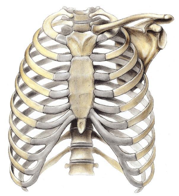 Thoracic Cage -Sternum (G, sternon= chest bone) -12