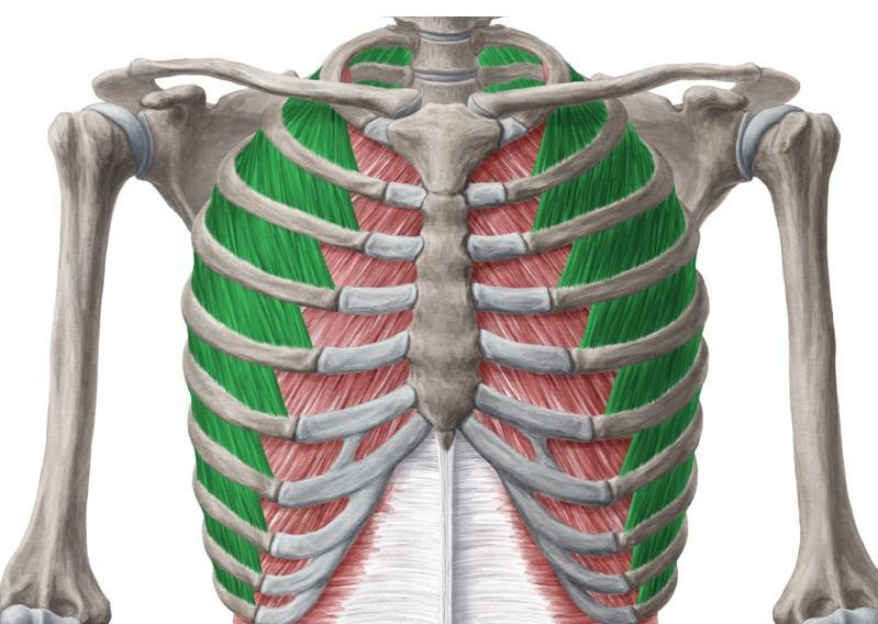 The external intercostal muscle forms the most superficial layer.
