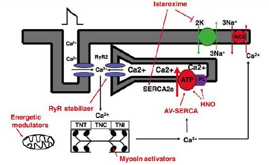 Istaroxime inhibition of the Na-K ATPase cytoplasmic