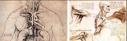 Leonardo da Vinci (1452 1519) 7 Anatomical terms 8 Microscope not invented until the 1600s Studied what could be seen by the naked eye gross anatomy Anatomy is